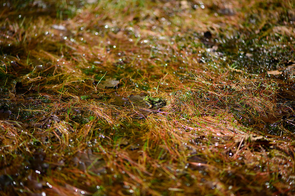 Edible Frog awaiting rain, Berghem, Netherlands This pond was getting to dangerously low water levels. Water plants are exposed to air and the frogs pretty much standing on the bottom. Luckily, more wet weather followed in the weeks after, so they should be fine.<br />
<figure class="photo"><a href="https://www.jungledragon.com/image/101204/edible_frog_awaiting_rain_-_2_berghem_netherlands.html" title="Edible Frog awaiting rain - 2, Berghem, Netherlands"><img src="https://s3.amazonaws.com/media.jungledragon.com/images/2/101204_thumb.jpg?AWSAccessKeyId=05GMT0V3GWVNE7GGM1R2&Expires=1759968010&Signature=iXqvSTs%2BqzW4YsVTbJKEOyJEd20%3D" width="200" height="134" alt="Edible Frog awaiting rain - 2, Berghem, Netherlands This pond was getting to dangerously low water levels. Water plants are exposed to air and the frogs pretty much standing on the bottom. Luckily, more wet weather followed in the weeks after, so they should be fine.<br />
https://www.jungledragon.com/image/101205/edible_frog_awaiting_rain_berghem_netherlands.html<br />
https://www.jungledragon.com/image/101206/edible_frog_awaiting_rain_-_3_berghem_netherlands.html Berghem,Edible frog,Europe,Geotagged,Netherlands,Pelophylax kl. esculentus,Summer,World" /></a></figure><br />
<figure class="photo"><a href="https://www.jungledragon.com/image/101206/edible_frog_awaiting_rain_-_3_berghem_netherlands.html" title="Edible Frog awaiting rain - 3, Berghem, Netherlands"><img src="https://s3.amazonaws.com/media.jungledragon.com/images/2/101206_thumb.jpg?AWSAccessKeyId=05GMT0V3GWVNE7GGM1R2&Expires=1759968010&Signature=%2FRgJJsfazBP%2Fh3QVpWFjTpZeds0%3D" width="200" height="134" alt="Edible Frog awaiting rain - 3, Berghem, Netherlands This pond was getting to dangerously low water levels. Water plants are exposed to air and the frogs pretty much standing on the bottom. Luckily, more wet weather followed in the weeks after, so they should be fine.<br />
https://www.jungledragon.com/image/101205/edible_frog_awaiting_rain_berghem_netherlands.html<br />
https://www.jungledragon.com/image/101204/edible_frog_awaiting_rain_-_2_berghem_netherlands.html Berghem,Edible frog,Europe,Geotagged,Netherlands,Pelophylax kl. esculentus,Summer,World" /></a></figure> Berghem,Edible frog,Europe,Geotagged,Netherlands,Pelophylax kl. esculentus,Summer,World
