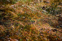 Edible Frog awaiting rain, Berghem, Netherlands This pond was getting to dangerously low water levels. Water plants are exposed to air and the frogs pretty much standing on the bottom. Luckily, more wet weather followed in the weeks after, so they should be fine.<br />
https://www.jungledragon.com/image/101204/edible_frog_awaiting_rain_-_2_berghem_netherlands.html<br />
https://www.jungledragon.com/image/101206/edible_frog_awaiting_rain_-_3_berghem_netherlands.html Berghem,Edible frog,Europe,Geotagged,Netherlands,Pelophylax kl. esculentus,Summer,World