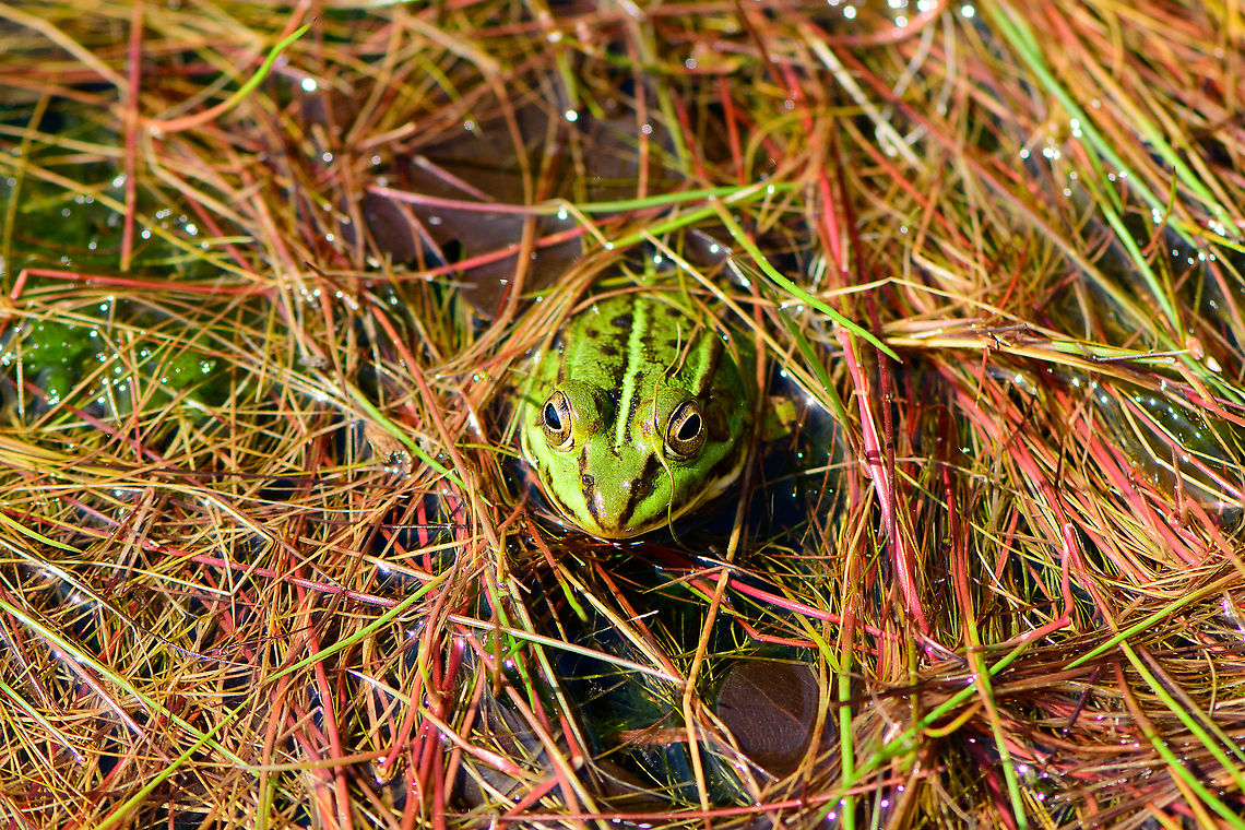 Edible Frog awaiting rain - 3, Berghem, Netherlands This pond was getting to dangerously low water levels. Water plants are exposed to air and the frogs pretty much standing on the bottom. Luckily, more wet weather followed in the weeks after, so they should be fine.<br />
<figure class="photo"><a href="https://www.jungledragon.com/image/101205/edible_frog_awaiting_rain_berghem_netherlands.html" title="Edible Frog awaiting rain, Berghem, Netherlands"><img src="https://s3.amazonaws.com/media.jungledragon.com/images/2/101205_thumb.jpg?AWSAccessKeyId=05GMT0V3GWVNE7GGM1R2&Expires=1767225610&Signature=Sm8oDXSzH4Vn05Z5EcKNEL9XKjY%3D" width="200" height="134" alt="Edible Frog awaiting rain, Berghem, Netherlands This pond was getting to dangerously low water levels. Water plants are exposed to air and the frogs pretty much standing on the bottom. Luckily, more wet weather followed in the weeks after, so they should be fine.<br />
https://www.jungledragon.com/image/101204/edible_frog_awaiting_rain_-_2_berghem_netherlands.html<br />
https://www.jungledragon.com/image/101206/edible_frog_awaiting_rain_-_3_berghem_netherlands.html Berghem,Edible frog,Europe,Geotagged,Netherlands,Pelophylax kl. esculentus,Summer,World" /></a></figure><br />
<figure class="photo"><a href="https://www.jungledragon.com/image/101204/edible_frog_awaiting_rain_-_2_berghem_netherlands.html" title="Edible Frog awaiting rain - 2, Berghem, Netherlands"><img src="https://s3.amazonaws.com/media.jungledragon.com/images/2/101204_thumb.jpg?AWSAccessKeyId=05GMT0V3GWVNE7GGM1R2&Expires=1767225610&Signature=49GrAfeMXMo%2F1ECmtVWiXLbSWvg%3D" width="200" height="134" alt="Edible Frog awaiting rain - 2, Berghem, Netherlands This pond was getting to dangerously low water levels. Water plants are exposed to air and the frogs pretty much standing on the bottom. Luckily, more wet weather followed in the weeks after, so they should be fine.<br />
https://www.jungledragon.com/image/101205/edible_frog_awaiting_rain_berghem_netherlands.html<br />
https://www.jungledragon.com/image/101206/edible_frog_awaiting_rain_-_3_berghem_netherlands.html Berghem,Edible frog,Europe,Geotagged,Netherlands,Pelophylax kl. esculentus,Summer,World" /></a></figure> Berghem,Edible frog,Europe,Geotagged,Netherlands,Pelophylax kl. esculentus,Summer,World