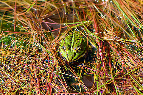 Edible Frog awaiting rain - 3, Berghem, Netherlands This pond was getting to dangerously low water levels. Water plants are exposed to air and the frogs pretty much standing on the bottom. Luckily, more wet weather followed in the weeks after, so they should be fine.
https://www.jungledragon.com/image/101205/edible_frog_awaiting_rain_berghem_netherlands.html
https://www.jungledragon.com/image/101204/edible_frog_awaiting_rain_-_2_berghem_netherlands.html Berghem,Edible frog,Europe,Geotagged,Netherlands,Pelophylax kl. esculentus,Summer,World