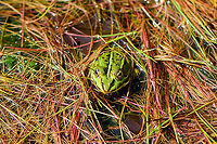 Edible Frog awaiting rain - 3, Berghem, Netherlands This pond was getting to dangerously low water levels. Water plants are exposed to air and the frogs pretty much standing on the bottom. Luckily, more wet weather followed in the weeks after, so they should be fine.<br />
https://www.jungledragon.com/image/101205/edible_frog_awaiting_rain_berghem_netherlands.html<br />
https://www.jungledragon.com/image/101204/edible_frog_awaiting_rain_-_2_berghem_netherlands.html Berghem,Edible frog,Europe,Geotagged,Netherlands,Pelophylax kl. esculentus,Summer,World