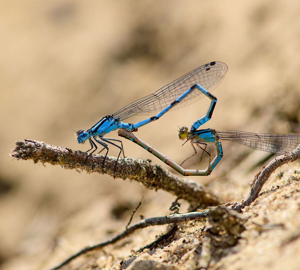 Azure Damselfly tandem, Berghem, Netherlands The females of the blue damselfly species (there&#039;s 6 in the Netherlands) are so variable that you often need a male to identify the species. Still, don&#039;t think I&#039;ve seen a blue female before, or half-blue in this case. Azure Damselfly,Berghem,Coenagrion puella,Europe,Geotagged,Netherlands,Summer,World