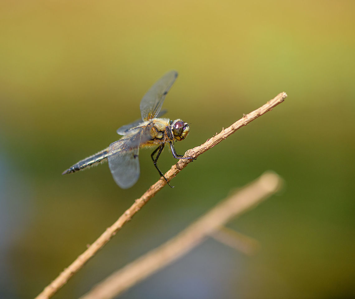 Four-spotted chaser, Berghem, Netherlands 40-48 mm, highly common. Berghem,Europe,Four-spotted chaser,Libellula quadrimaculata,Netherlands,World