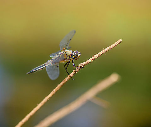 Four-spotted chaser, Berghem, Netherlands 40-48 mm, highly common. Berghem,Europe,Four-spotted chaser,Libellula quadrimaculata,Netherlands,World