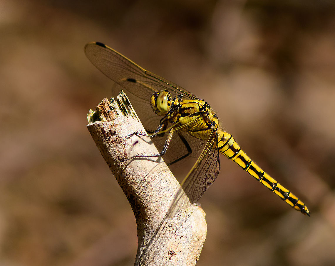 Black-tailed skimmer - side view, Berghem, Netherlands This is the female, which is yellow, whereas the male is blue.<br />
<figure class="photo"><a href="https://www.jungledragon.com/image/101314/black-tailed_skimmer_-_berghem_netherlands.html" title="Black-tailed skimmer - Berghem, Netherlands"><img src="https://s3.amazonaws.com/media.jungledragon.com/images/2/101314_thumb.jpg?AWSAccessKeyId=05GMT0V3GWVNE7GGM1R2&Expires=1770854410&Signature=Qv6Jro4ob6%2BZwWSL2Iqm%2FjRv6io%3D" width="200" height="188" alt="Black-tailed skimmer - Berghem, Netherlands This is the female, which is yellow, whereas the male is blue.<br />
https://www.jungledragon.com/image/101312/black-tailed_skimmer_-_side_view_berghem_netherlands.html<br />
https://www.jungledragon.com/image/101313/black-tailed_skimmer_-_top_view_berghem_netherlands.html Berghem,Black-tailed skimmer,Europe,Netherlands,Orthetrum cancellatum,World" /></a></figure><br />
<figure class="photo"><a href="https://www.jungledragon.com/image/101313/black-tailed_skimmer_-_top_view_berghem_netherlands.html" title="Black-tailed skimmer - top view, Berghem, Netherlands"><img src="https://s3.amazonaws.com/media.jungledragon.com/images/2/101313_thumb.jpg?AWSAccessKeyId=05GMT0V3GWVNE7GGM1R2&Expires=1770854410&Signature=Uxd2BEPO2Un8M1jIXDXjMeF8ywg%3D" width="200" height="200" alt="Black-tailed skimmer - top view, Berghem, Netherlands This is the female, which is yellow, whereas the male is blue.<br />
https://www.jungledragon.com/image/101314/black-tailed_skimmer_-_berghem_netherlands.html<br />
https://www.jungledragon.com/image/101312/black-tailed_skimmer_-_side_view_berghem_netherlands.html Berghem,Black-tailed skimmer,Europe,Geotagged,Netherlands,Orthetrum cancellatum,Summer,World" /></a></figure> Berghem,Black-tailed skimmer,Europe,Geotagged,Netherlands,Orthetrum cancellatum,Summer,World