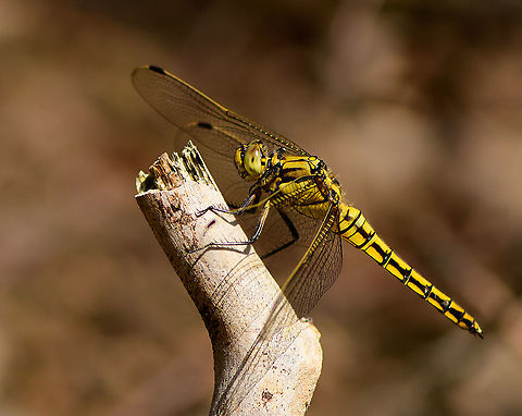 Black-tailed skimmer - side view, Berghem, Netherlands This is the female, which is yellow, whereas the male is blue.
https://www.jungledragon.com/image/101314/black-tailed_skimmer_-_berghem_netherlands.html
https://www.jungledragon.com/image/101313/black-tailed_skimmer_-_top_view_berghem_netherlands.html Berghem,Black-tailed skimmer,Europe,Geotagged,Netherlands,Orthetrum cancellatum,Summer,World
