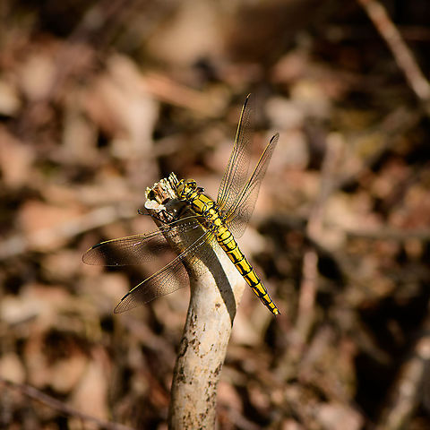 Black-tailed skimmer - top view, Berghem, Netherlands This is the female, which is yellow, whereas the male is blue.
https://www.jungledragon.com/image/101314/black-tailed_skimmer_-_berghem_netherlands.html
https://www.jungledragon.com/image/101312/black-tailed_skimmer_-_side_view_berghem_netherlands.html Berghem,Black-tailed skimmer,Europe,Geotagged,Netherlands,Orthetrum cancellatum,Summer,World