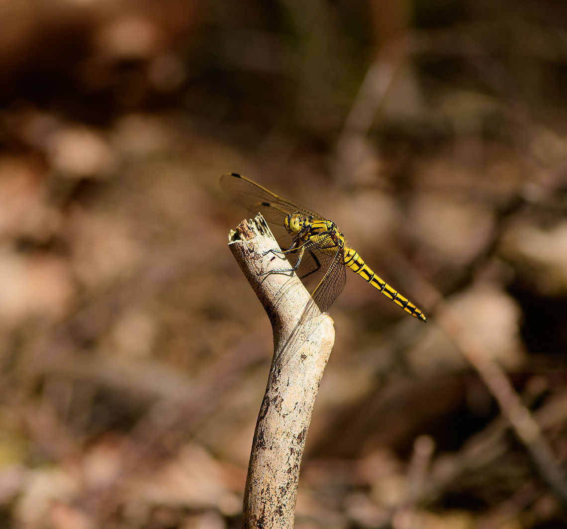 Black-tailed skimmer - Berghem, Netherlands This is the female, which is yellow, whereas the male is blue.<br />
<figure class="photo"><a href="https://www.jungledragon.com/image/101312/black-tailed_skimmer_-_side_view_berghem_netherlands.html" title="Black-tailed skimmer - side view, Berghem, Netherlands"><img src="https://s3.amazonaws.com/media.jungledragon.com/images/2/101312_thumb.jpg?AWSAccessKeyId=05GMT0V3GWVNE7GGM1R2&Expires=1767225610&Signature=lJEF9mQKXp440Rlb6Lq1EabnhKg%3D" width="200" height="160" alt="Black-tailed skimmer - side view, Berghem, Netherlands This is the female, which is yellow, whereas the male is blue.<br />
https://www.jungledragon.com/image/101314/black-tailed_skimmer_-_berghem_netherlands.html<br />
https://www.jungledragon.com/image/101313/black-tailed_skimmer_-_top_view_berghem_netherlands.html Berghem,Black-tailed skimmer,Europe,Geotagged,Netherlands,Orthetrum cancellatum,Summer,World" /></a></figure><br />
<figure class="photo"><a href="https://www.jungledragon.com/image/101313/black-tailed_skimmer_-_top_view_berghem_netherlands.html" title="Black-tailed skimmer - top view, Berghem, Netherlands"><img src="https://s3.amazonaws.com/media.jungledragon.com/images/2/101313_thumb.jpg?AWSAccessKeyId=05GMT0V3GWVNE7GGM1R2&Expires=1767225610&Signature=EkCXkKGhHBmuzHmLyoA%2BuJ9LEIE%3D" width="200" height="200" alt="Black-tailed skimmer - top view, Berghem, Netherlands This is the female, which is yellow, whereas the male is blue.<br />
https://www.jungledragon.com/image/101314/black-tailed_skimmer_-_berghem_netherlands.html<br />
https://www.jungledragon.com/image/101312/black-tailed_skimmer_-_side_view_berghem_netherlands.html Berghem,Black-tailed skimmer,Europe,Geotagged,Netherlands,Orthetrum cancellatum,Summer,World" /></a></figure> Berghem,Black-tailed skimmer,Europe,Netherlands,Orthetrum cancellatum,World