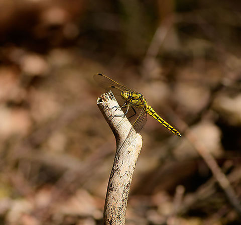 Black-tailed skimmer - Berghem, Netherlands This is the female, which is yellow, whereas the male is blue.
https://www.jungledragon.com/image/101312/black-tailed_skimmer_-_side_view_berghem_netherlands.html
https://www.jungledragon.com/image/101313/black-tailed_skimmer_-_top_view_berghem_netherlands.html Berghem,Black-tailed skimmer,Europe,Netherlands,Orthetrum cancellatum,World