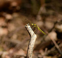 Black-tailed skimmer - Berghem, Netherlands This is the female, which is yellow, whereas the male is blue.<br />
https://www.jungledragon.com/image/101312/black-tailed_skimmer_-_side_view_berghem_netherlands.html<br />
https://www.jungledragon.com/image/101313/black-tailed_skimmer_-_top_view_berghem_netherlands.html Berghem,Black-tailed skimmer,Europe,Netherlands,Orthetrum cancellatum,World