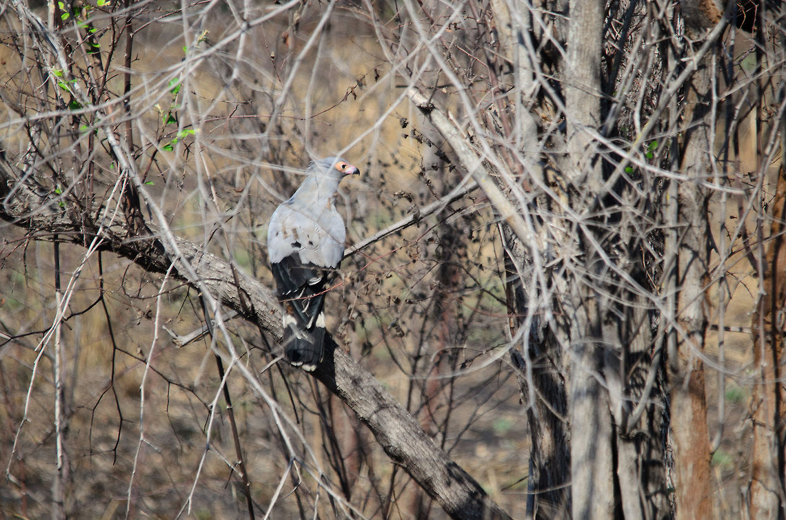 Madagascar Harrier Hawk A second spotting of this very large yet shy bird of prey in Madagascar, this time on the side of the dirt road between Tsingy and Kirindi. Madagascar,Madagascar Harrier-Hawk,Polyboroides radiatus