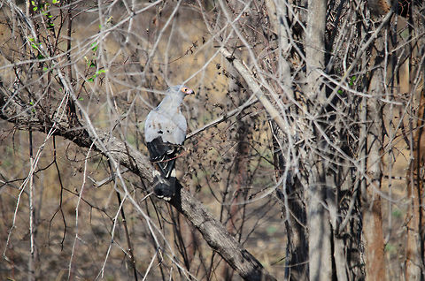 Madagascar Harrier Hawk A second spotting of this very large yet shy bird of prey in Madagascar, this time on the side of the dirt road between Tsingy and Kirindi. Madagascar,Madagascar Harrier-Hawk,Polyboroides radiatus
