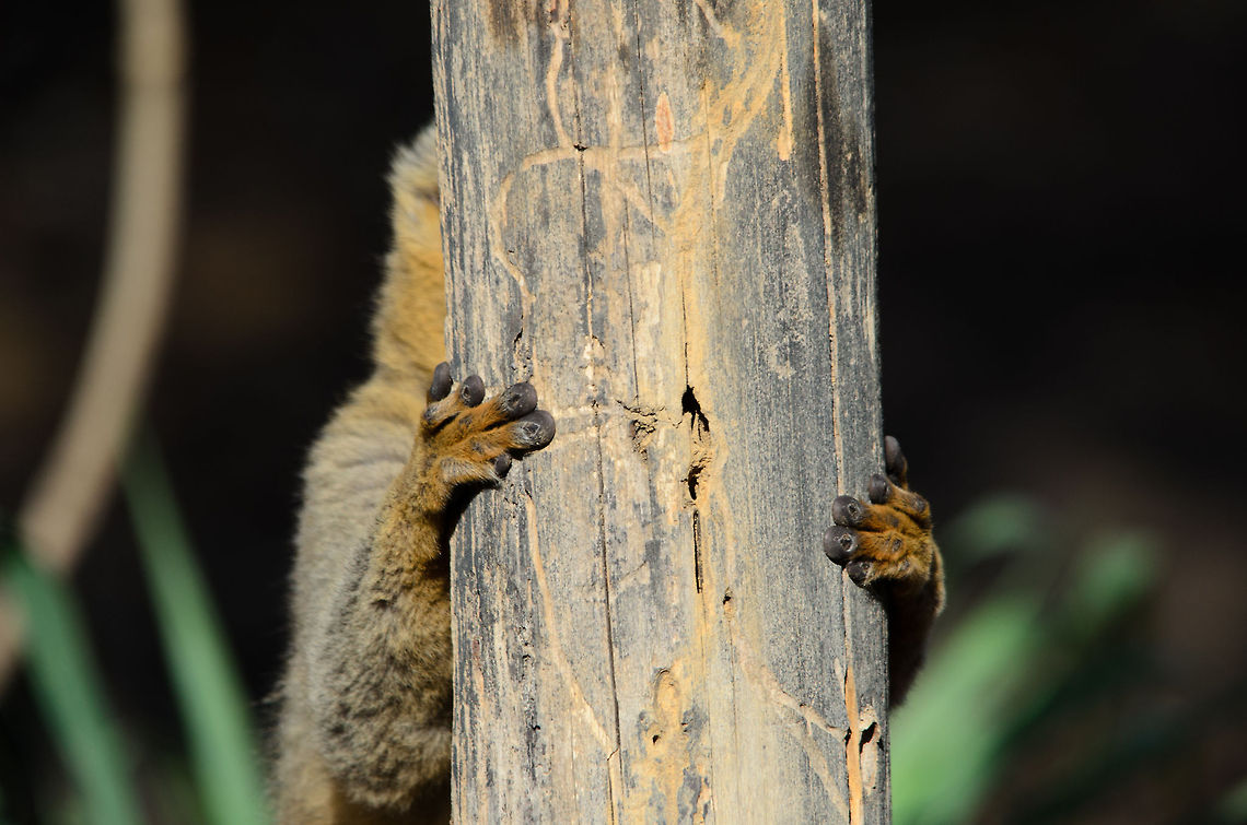 Welcome to Kirindi I realize I've been very lengthy about sharing our Madagascar photos, for months in a row now. I think it is a story well worth of being documented thoroughly, yet hereby we arrive at the last major chapter of our journey: Kirindi. <br />
<br />
Kirindi is quite special. It's a very small settlement in very remote woods holding dozens of key species only appearing there. In fact, the wildlife there is so special that the settlement serves two purposes: primarily it is a biologist research center, yet it also welcomes a small amount of tourism. Of all the places we visited in Madagascar, this one had the most primitive accommodation and circumstances, yet its wildlife makes you soon forget that. <br />
<br />
Kirindi it will be for the coming weeks, after that closing the Madagascar chapter :) Eulemur rufifrons,Madagascar,Red-fronted lemur