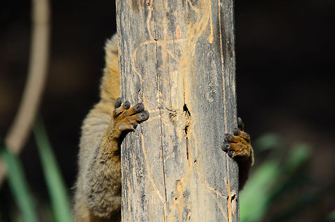 Welcome to Kirindi I realize I've been very lengthy about sharing our Madagascar photos, for months in a row now. I think it is a story well worth of being documented thoroughly, yet hereby we arrive at the last major chapter of our journey: Kirindi. 

Kirindi is quite special. It's a very small settlement in very remote woods holding dozens of key species only appearing there. In fact, the wildlife there is so special that the settlement serves two purposes: primarily it is a biologist research center, yet it also welcomes a small amount of tourism. Of all the places we visited in Madagascar, this one had the most primitive accommodation and circumstances, yet its wildlife makes you soon forget that. 

Kirindi it will be for the coming weeks, after that closing the Madagascar chapter :) Eulemur rufifrons,Madagascar,Red-fronted lemur