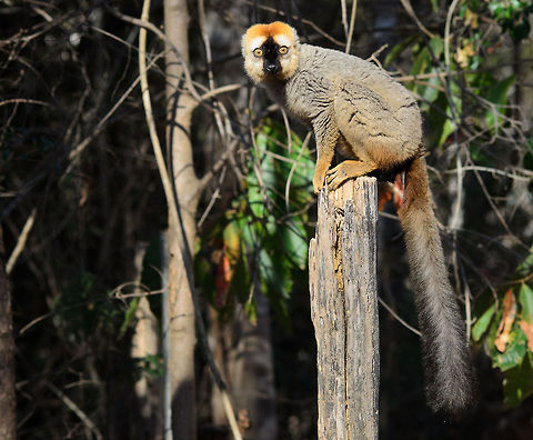 Male Rufus Brown Lemur on pole at Kirindi A male rufus brown lemur approaches our camp in Kirindi, situated deeply in the forest. It is here to leech water from humans. They are generally not shy, just careful. Common brown lemur,Eulemur fulvus,Eulemur rufifrons,Kirindy Reserve,Madagascar,Red-fronted lemur