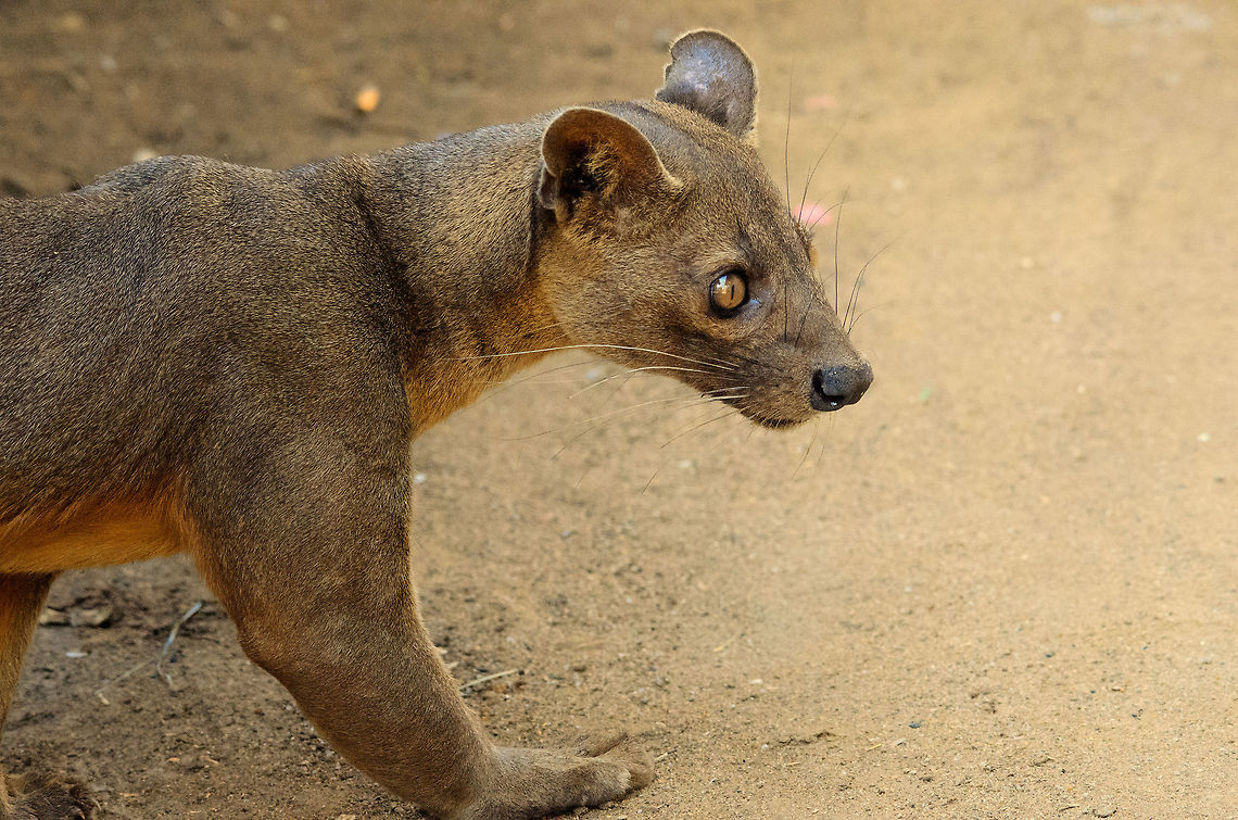 A proud predator steps into the light This fussa is crawling from below the restaurant at the camp site in Kirindi, Madagascar, where it is attracted by the smell of chicken. In our first view of this iconic creature standing, I could not help but notice its enormous biceps, very thick for a tree climbing animal.  Cryptoprocta ferox,Fossa,Kirindy Reserve,Madagascar