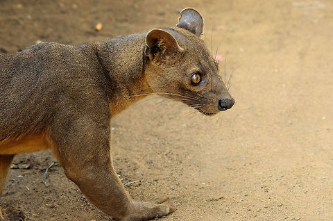 A proud predator steps into the light This fussa is crawling from below the restaurant at the camp site in Kirindi, Madagascar, where it is attracted by the smell of chicken. In our first view of this iconic creature standing, I could not help but notice its enormous biceps, very thick for a tree climbing animal.  Cryptoprocta ferox,Fossa,Kirindy Reserve,Madagascar