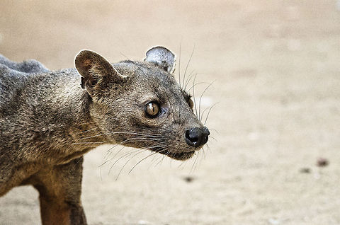 The fossa Most people can intuitively categorize species, but not so for the fossa. It has traits of a dog (the nose), the eyes of a cat, the thick biceps of a puma, the agility of a tree climber and the bite strength of a crocodile. I am not exaggerating much, and I will prove it soon. Cryptoprocta ferox,Fossa,Kirindy Reserve,Madagascar