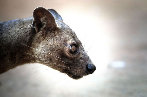 King Julien's enemy The fossa is any lemur's arch enemy. It is well equipped for climbing and tearing apart prey. It is an opportunistic hunter, hunting both by day and night, and on prey both small and large. Cryptoprocta ferox,Fossa,Kirindy Reserve,Madagascar