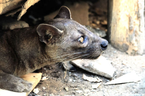 The icon appears Our very first sight of a wild fossa in Madagascar. It is Madagascar's largest carnivore, and the one and only lemur killer. Its legend is primarily in how strange it is, even scientist cannot agree where to place it, although it is clear that it is related to the mongoose family.

In this scene, the fossa is below the Kirindi camp site restaurant, which is built on poles. It has made a habit of checking out this place regularly, in search of chicken bones. 

Other proof that this creature is legendary is in its name: fossa fossa. Only legends have their name repeated. Cryptoprocta ferox,Fossa,Kirindy Reserve,Madagascar