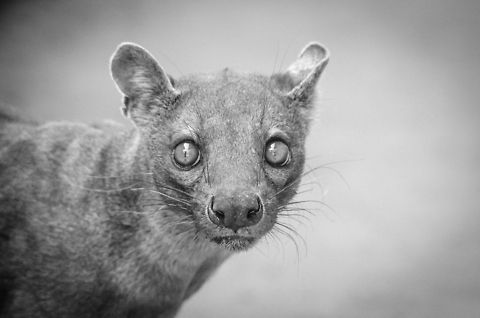 Devil or Angel During our 3 week tour through Madagascar we have been in great anticipation of meeting a legendary species, the fussa. Only at the very end we had our first meeting with a wild one, and this shot resembles the exact moment our eyes met. Perhaps you find the view cute, but I can tell you that my heart sunk at this moment, as if I saw the devil in person. Cryptoprocta ferox,Fossa,Kirindy Reserve,Madagascar