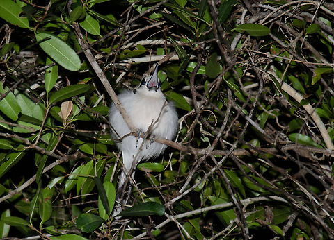 Let me sleep! A vanga was sleeping in the Kirindi forest until we arrived. Here it is cursing like an old sailor. Geotagged,Hook-billed Vanga,Kirindy Reserve,Madagascar,Vanga curvirostris