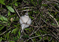 Let me sleep! A vanga was sleeping in the Kirindi forest until we arrived. Here it is cursing like an old sailor. Geotagged,Hook-billed Vanga,Kirindy Reserve,Madagascar,Vanga curvirostris
