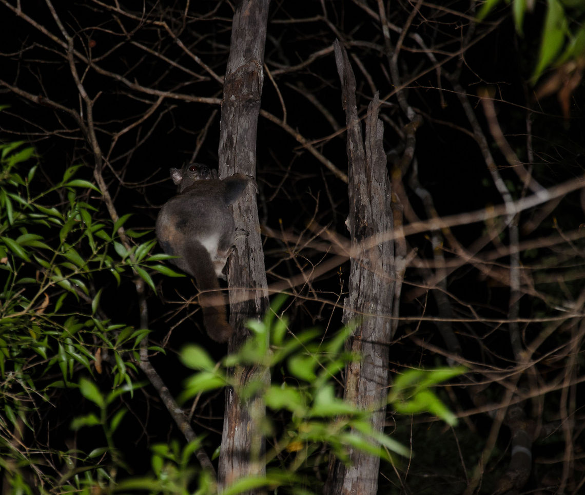 Red-tailed sportive lemur in Kirindi at night Our first spotting of our first night tour in Kirindi. Night spotting in this area happens mostly by the reflections of their large eyes, as well as local guides sharing locations with each other.<br />
<br />
Photographing in this scenario is quite a challenge. You need flash but the distance between you and the animal is generally too far, and of course there is and andless amount of twigs blocking a clear view. Geotagged,Kirindy Reserve,Lepilemur ruficaudatus,Madagascar,Red-tailed sportive lemur