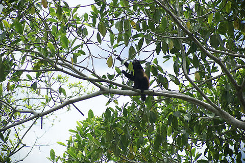 Howler Monkey feasting on leaves A solitary howler monkey in Costa Rica grabs some fresh leaves from a tree. Alouatta caraya,Black howler,Costa Rica,Howler Monkey,Mammalia,Monkeys