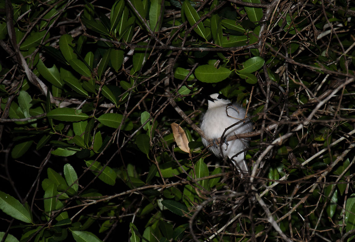 Sleeping Vanga This white vanga in Kirindi is sleeping in the thick bushes of Kirindi. Strangely, they seem to sleep at quite a low altitude. This is only the second time I've seen a sleeping bird in the wild, and again it amazed me how they wake up: in a stage of half-sleep, not flying away at all despite our presence. Hook-billed Vanga,Kirindy Reserve,Madagascar,Vanga curvirostris