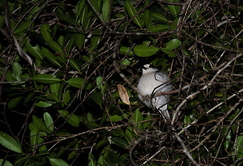 Sleeping Vanga This white vanga in Kirindi is sleeping in the thick bushes of Kirindi. Strangely, they seem to sleep at quite a low altitude. This is only the second time I've seen a sleeping bird in the wild, and again it amazed me how they wake up: in a stage of half-sleep, not flying away at all despite our presence. Hook-billed Vanga,Kirindy Reserve,Madagascar,Vanga curvirostris