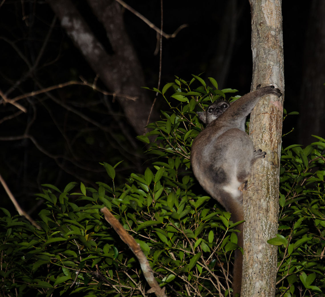 Red-tailed sportive lemur clinging on to tree in Kirindi at night This is a fairly inactive nocturnal lemur. Geotagged,Kirindy Reserve,Lepilemur ruficaudatus,Madagascar,Red-tailed sportive lemur