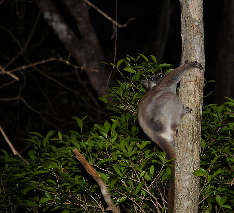 Red-tailed sportive lemur clinging on to tree in Kirindi at night This is a fairly inactive nocturnal lemur. Geotagged,Kirindy Reserve,Lepilemur ruficaudatus,Madagascar,Red-tailed sportive lemur