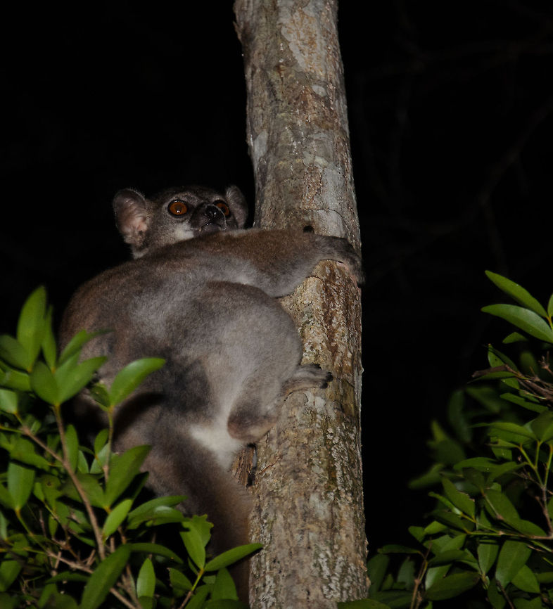 Closeup of Red-tailed sportive lemur at night Should you ever be in this scene yourself, capturing night lemurs: one tip is to capture when they are not directly looking at you. Due to flash and their enormous eyes the "red eye" problem becomes huge. In the case of such lemurs, the red eye problem becomes a grey or yellow eye problem. Geotagged,Kirindy Reserve,Lepilemur ruficaudatus,Madagascar,Red-tailed sportive lemur