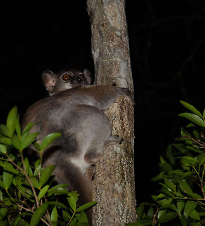 Closeup of Red-tailed sportive lemur at night Should you ever be in this scene yourself, capturing night lemurs: one tip is to capture when they are not directly looking at you. Due to flash and their enormous eyes the "red eye" problem becomes huge. In the case of such lemurs, the red eye problem becomes a grey or yellow eye problem. Geotagged,Kirindy Reserve,Lepilemur ruficaudatus,Madagascar,Red-tailed sportive lemur