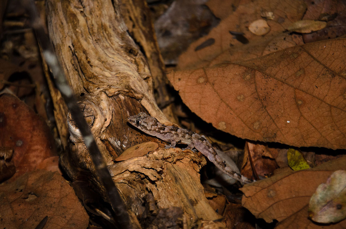 Gecko on Kirindi forest floor at night I love the excitement of wildlife night tours, and Kirindi is one of the best places on earth to do one. Take note where you walk though. As you gaze into the trees in search of nocturnal lemurs, do not miss out on the forest floor, that has an overwhelming amount of wildlife as well. They are hard to spot, but there are many geckos, spiders and snakes crawling around your feet :)<br />
<br />
Not to worry...none are of any harm to you. Geotagged,Hemidactylus mercatorius,Kirindy Reserve,Madagascar