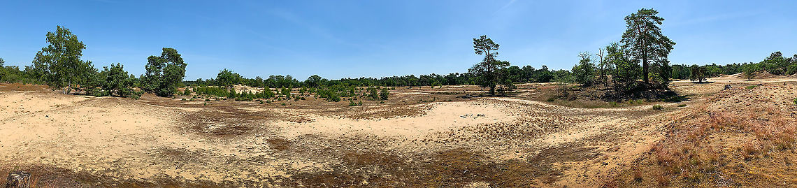 The Dutch Sahara - panorama, Loonse en Drunense Duinen, Netherlands Some opening shots of a small hike done late June in National Parc The Loonse en Drunense Duinen.<br />
<br />
I'll use this opening to discuss the habitat itself, which is odd. The Netherlands in general has a sea climate, similar to the UK. This normally means wet and moderate weather, and the little nature we have generally reflects this climate.<br />
<br />
Yet not here, quite the opposite. Here we are in the Sahara of the Netherlands, Europe's largest drift sand area.<br />
<br />
It is a somewhat cynical habitat. These sandy dunes are a result of mankind's destruction: overgrazing and using the top soil for fuel and other purposes some centuries ago. With the top soil removed, the wind had free play to drift the sand into ever larger areas, a desertification proces.<br />
<br />
And not in any subtle way, at its worst, it managed to burry an entire village.<br />
<br />
This was ultimately stopped, in several ways (re-soiling, planting dense grass, etc), yet some dunes have been conserved, this being the largest. Ironically, these destroyed habitats have unique ecological value. Specialist species have moved in and evolved to survive in these poor conditions specifically. <br />
<br />
We're not talking true desert species here, mostly plants, lichen and quite a few predatory insects.<br />
<br />
Other than species value, the dunes also have recreational value, they're used a lot for fitness activities or just general hiking. <br />
<br />
I picked a proper day to visit this "Atlantic desert", with a soaring 34C temperature.<br />
<figure class="photo"><a href="https://www.jungledragon.com/image/101690/the_dutch_sahara_loonse_en_drunense_duinen_netherlands.html" title="The Dutch Sahara, Loonse en Drunense Duinen, Netherlands"><img src="https://s3.amazonaws.com/media.jungledragon.com/images/2/101690_thumb.jpg?AWSAccessKeyId=05GMT0V3GWVNE7GGM1R2&Expires=1759968010&Signature=BICpDgFUBs3ZMk2M36Bhn7gEPsU%3D" width="200" height="150" alt="The Dutch Sahara, Loonse en Drunense Duinen, Netherlands Some opening shots of a small hike done late June in National Parc The Loonse en Drunense Duinen.<br />
<br />
I'll use this opening to discuss the habitat itself, which is odd. The Netherlands in general has a sea climate, similar to the UK. This normally means wet and moderate weather, and the little nature we have generally reflects this climate.<br />
<br />
Yet not here, quite the opposite. Here we are in the Sahara of the Netherlands, Europe's largest drift sand area.<br />
<br />
It is a somewhat cynical habitat. These sandy dunes are a result of mankind's destruction: overgrazing and using the top soil for fuel and other purposes some centuries ago. With the top soil removed, the wind had free play to drift the sand into ever larger areas, a desertification proces.<br />
<br />
And not in any subtle way, at its worst, it managed to burry an entire village.<br />
<br />
This was ultimately stopped, in several ways (re-soiling, planting dense grass, etc), yet some dunes have been conserved, this being the largest. Ironically, these destroyed habitats have unique ecological value. Specialist species have moved in and evolved to survive in these poor conditions specifically. <br />
<br />
We're not talking true desert species here, mostly plants, lichen and quite a few predatory insects.<br />
<br />
Other than species value, the dunes also have recreational value, they're used a lot for fitness activities or just general hiking. <br />
<br />
I picked a proper day to visit this "Atlantic desert", with a soaring 34C temperature.<br />
https://www.jungledragon.com/image/101689/the_dutch_sahara_-_panorama_loonse_en_drunense_duinen_netherlands.html Europe,Geotagged,Loonse en Drunense Duinen,Netherlands,Summer,World" /></a></figure> Europe,Geotagged,Loonse en Drunense Duinen,Netherlands,Summer,World