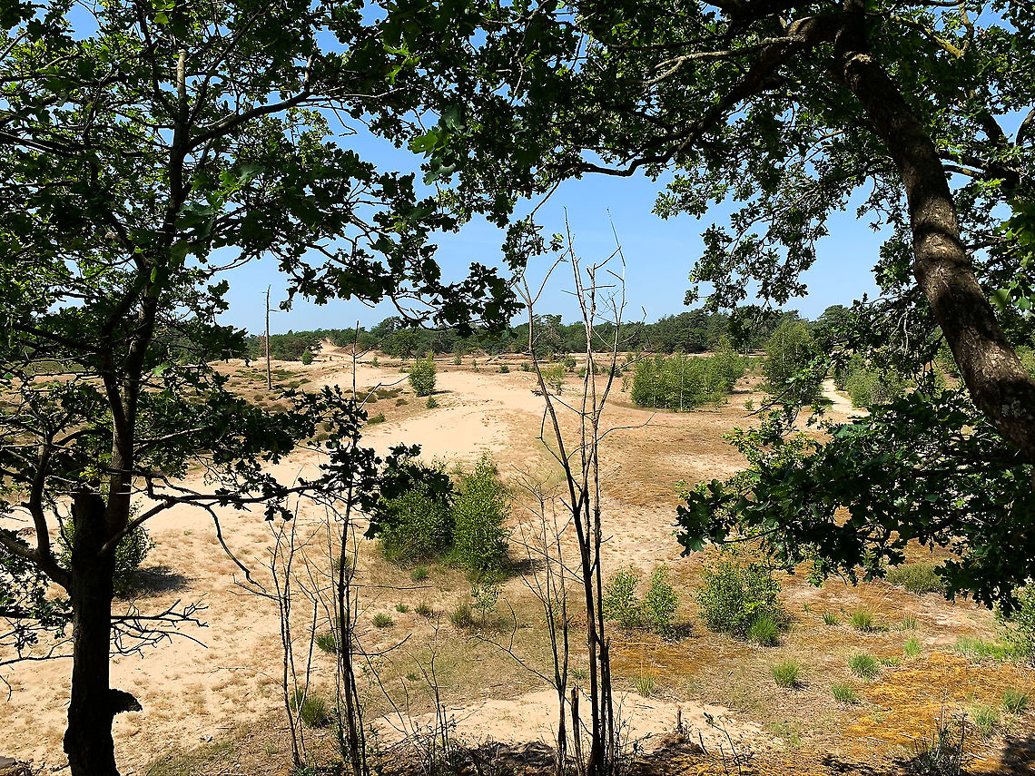 The Dutch Sahara, Loonse en Drunense Duinen, Netherlands Some opening shots of a small hike done late June in National Parc The Loonse en Drunense Duinen.<br />
<br />
I&#039;ll use this opening to discuss the habitat itself, which is odd. The Netherlands in general has a sea climate, similar to the UK. This normally means wet and moderate weather, and the little nature we have generally reflects this climate.<br />
<br />
Yet not here, quite the opposite. Here we are in the Sahara of the Netherlands, Europe&#039;s largest drift sand area.<br />
<br />
It is a somewhat cynical habitat. These sandy dunes are a result of mankind&#039;s destruction: overgrazing and using the top soil for fuel and other purposes some centuries ago. With the top soil removed, the wind had free play to drift the sand into ever larger areas, a desertification proces.<br />
<br />
And not in any subtle way, at its worst, it managed to burry an entire village.<br />
<br />
This was ultimately stopped, in several ways (re-soiling, planting dense grass, etc), yet some dunes have been conserved, this being the largest. Ironically, these destroyed habitats have unique ecological value. Specialist species have moved in and evolved to survive in these poor conditions specifically. <br />
<br />
We&#039;re not talking true desert species here, mostly plants, lichen and quite a few predatory insects.<br />
<br />
Other than species value, the dunes also have recreational value, they&#039;re used a lot for fitness activities or just general hiking. <br />
<br />
I picked a proper day to visit this &quot;Atlantic desert&quot;, with a soaring 34C temperature.<br />
<figure class="photo"><a href="https://www.jungledragon.com/image/101689/the_dutch_sahara_-_panorama_loonse_en_drunense_duinen_netherlands.html" title="The Dutch Sahara - panorama, Loonse en Drunense Duinen, Netherlands"><img src="https://s3.amazonaws.com/media.jungledragon.com/images/2/101689_thumb.jpg?AWSAccessKeyId=05GMT0V3GWVNE7GGM1R2&Expires=1767225610&Signature=ZMgSRKUjjz6VVtTdXzNKxlU79iA%3D" width="200" height="48" alt="The Dutch Sahara - panorama, Loonse en Drunense Duinen, Netherlands Some opening shots of a small hike done late June in National Parc The Loonse en Drunense Duinen.<br />
<br />
I&#039;ll use this opening to discuss the habitat itself, which is odd. The Netherlands in general has a sea climate, similar to the UK. This normally means wet and moderate weather, and the little nature we have generally reflects this climate.<br />
<br />
Yet not here, quite the opposite. Here we are in the Sahara of the Netherlands, Europe&#039;s largest drift sand area.<br />
<br />
It is a somewhat cynical habitat. These sandy dunes are a result of mankind&#039;s destruction: overgrazing and using the top soil for fuel and other purposes some centuries ago. With the top soil removed, the wind had free play to drift the sand into ever larger areas, a desertification proces.<br />
<br />
And not in any subtle way, at its worst, it managed to burry an entire village.<br />
<br />
This was ultimately stopped, in several ways (re-soiling, planting dense grass, etc), yet some dunes have been conserved, this being the largest. Ironically, these destroyed habitats have unique ecological value. Specialist species have moved in and evolved to survive in these poor conditions specifically. <br />
<br />
We&#039;re not talking true desert species here, mostly plants, lichen and quite a few predatory insects.<br />
<br />
Other than species value, the dunes also have recreational value, they&#039;re used a lot for fitness activities or just general hiking. <br />
<br />
I picked a proper day to visit this &quot;Atlantic desert&quot;, with a soaring 34C temperature.<br />
https://www.jungledragon.com/image/101690/the_dutch_sahara_loonse_en_drunense_duinen_netherlands.html Europe,Geotagged,Loonse en Drunense Duinen,Netherlands,Summer,World" /></a></figure> Europe,Geotagged,Loonse en Drunense Duinen,Netherlands,Summer,World