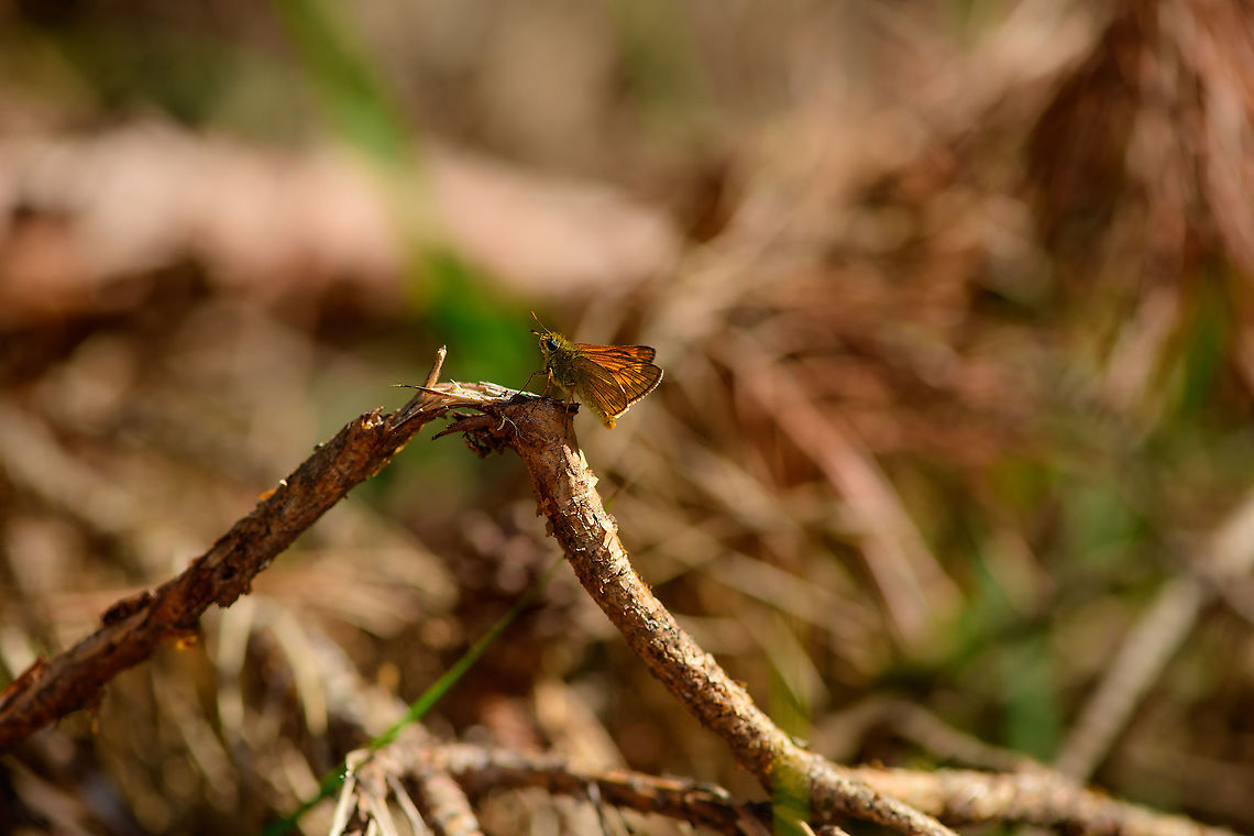Large Skipper - Loonse en Drunense Duinen, Netherlands This next photo is on the same day, but a different individual:<br />
<figure class="photo"><a href="https://www.jungledragon.com/image/101735/large_skipper_-_top_view_-_loonse_en_drunense_duinen_netherlands.html" title="Large Skipper - top view - Loonse en Drunense Duinen, Netherlands"><img src="https://s3.amazonaws.com/media.jungledragon.com/images/2/101735_thumb.jpg?AWSAccessKeyId=05GMT0V3GWVNE7GGM1R2&Expires=1770854410&Signature=zWz7E0BNw3Hacy6FYq3GxLlgTGU%3D" width="200" height="134" alt="Large Skipper - top view - Loonse en Drunense Duinen, Netherlands See the black tufts at the end of the antennae, this sets it apart from other candidates, such as Thymelicus lineola and Thymelicus sylvestris. Europe,Large Skipper,Loonse en Drunense Duinen,Netherlands,Ochlodes sylvanus,World" /></a></figure><br />
It shows an identification key that is important to exclude a few similar looking candidates: it has black tufts at the end of the antennae, which are sometimes not visible in a side view. Europe,Large Skipper,Loonse en Drunense Duinen,Netherlands,Ochlodes sylvanus,World