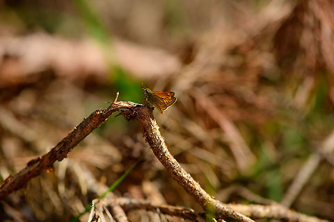 Large Skipper - Loonse en Drunense Duinen, Netherlands This next photo is on the same day, but a different individual:
https://www.jungledragon.com/image/101735/large_skipper_-_top_view_-_loonse_en_drunense_duinen_netherlands.html
It shows an identification key that is important to exclude a few similar looking candidates: it has black tufts at the end of the antennae, which are sometimes not visible in a side view. Europe,Large Skipper,Loonse en Drunense Duinen,Netherlands,Ochlodes sylvanus,World