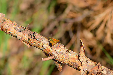 Large Skipper - top view - Loonse en Drunense Duinen, Netherlands See the black tufts at the end of the antennae, this sets it apart from other candidates, such as Thymelicus lineola and Thymelicus sylvestris. Europe,Large Skipper,Loonse en Drunense Duinen,Netherlands,Ochlodes sylvanus,World