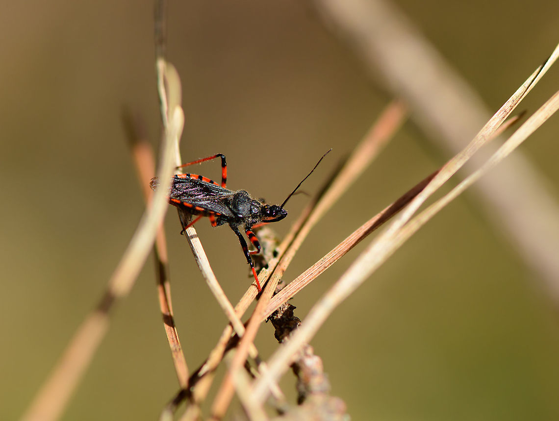 Rhynocoris annulatus - closeup, Loonse en Drunense Duinen, Netherlands Named &quot;Ringed assassin bug&quot; in dutch, after its banded Connexivium. Used to be rare yet is increasingly found. It feeds on caterpillars, sawfly larvae and adults, beetle larvae, stink bugs and click beetles.<br />
<figure class="photo"><a href="https://www.jungledragon.com/image/101739/rhynocoris_annulatus_loonse_en_drunense_duinen_netherlands.html" title="Rhynocoris annulatus, Loonse en Drunense Duinen, Netherlands"><img src="https://s3.amazonaws.com/media.jungledragon.com/images/2/101739_thumb.jpg?AWSAccessKeyId=05GMT0V3GWVNE7GGM1R2&Expires=1769040010&Signature=08lSCtfhkGADgid7qvh7xjHmqLI%3D" width="200" height="134" alt="Rhynocoris annulatus, Loonse en Drunense Duinen, Netherlands Named &quot;Ringed assassin bug&quot; in dutch, after its banded Connexivium. Used to be rare yet is increasingly found. It feeds on caterpillars, sawfly larvae and aults, beetle larvae, stink bugs and click beetles.<br />
https://www.jungledragon.com/image/101738/rhynocoris_annulatus_-_closeup_loonse_en_drunense_duinen_netherlands.html Europe,Loonse en Drunense Duinen,Netherlands,Rhynocoris annulatus,World" /></a></figure> Europe,Loonse en Drunense Duinen,Netherlands,Rhynocoris annulatus,World