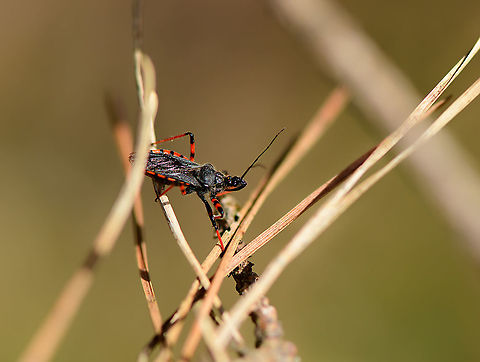 Rhynocoris annulatus - closeup, Loonse en Drunense Duinen, Netherlands Named "Ringed assassin bug" in dutch, after its banded Connexivium. Used to be rare yet is increasingly found. It feeds on caterpillars, sawfly larvae and adults, beetle larvae, stink bugs and click beetles.
https://www.jungledragon.com/image/101739/rhynocoris_annulatus_loonse_en_drunense_duinen_netherlands.html Europe,Loonse en Drunense Duinen,Netherlands,Rhynocoris annulatus,World
