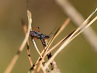 Rhynocoris annulatus - closeup, Loonse en Drunense Duinen, Netherlands Named "Ringed assassin bug" in dutch, after its banded Connexivium. Used to be rare yet is increasingly found. It feeds on caterpillars, sawfly larvae and adults, beetle larvae, stink bugs and click beetles.<br />
https://www.jungledragon.com/image/101739/rhynocoris_annulatus_loonse_en_drunense_duinen_netherlands.html Europe,Loonse en Drunense Duinen,Netherlands,Rhynocoris annulatus,World