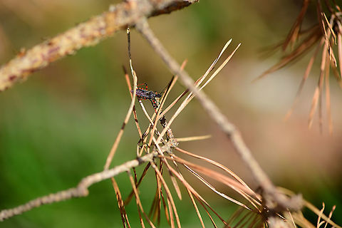 Rhynocoris annulatus, Loonse en Drunense Duinen, Netherlands Named "Ringed assassin bug" in dutch, after its banded Connexivium. Used to be rare yet is increasingly found. It feeds on caterpillars, sawfly larvae and aults, beetle larvae, stink bugs and click beetles.
https://www.jungledragon.com/image/101738/rhynocoris_annulatus_-_closeup_loonse_en_drunense_duinen_netherlands.html Europe,Loonse en Drunense Duinen,Netherlands,Rhynocoris annulatus,World