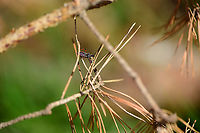Rhynocoris annulatus, Loonse en Drunense Duinen, Netherlands Named "Ringed assassin bug" in dutch, after its banded Connexivium. Used to be rare yet is increasingly found. It feeds on caterpillars, sawfly larvae and aults, beetle larvae, stink bugs and click beetles.<br />
https://www.jungledragon.com/image/101738/rhynocoris_annulatus_-_closeup_loonse_en_drunense_duinen_netherlands.html Europe,Loonse en Drunense Duinen,Netherlands,Rhynocoris annulatus,World