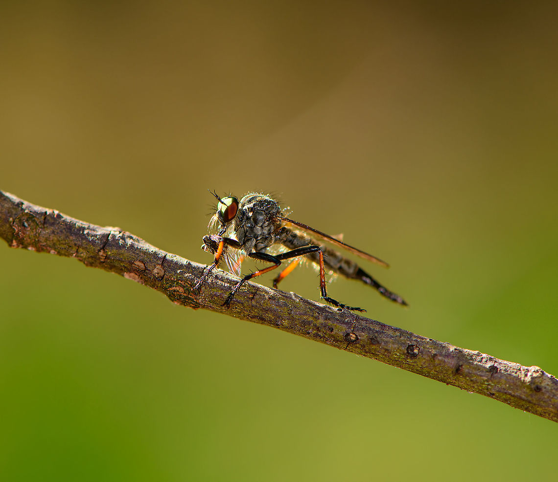 Common Awl Robber Fly, Loonse en Drunense Duinen, Netherlands Feeding on what appears to be a cicada-like insect.<br />
<br />
References:<br />
<a href="https://nl.wikipedia.org/wiki/Bosrandroofvlieg#/media/Bestand:Neoitamus_cyanurus1.jpg" rel="nofollow">https://nl.wikipedia.org/wiki/Bosrandroofvlieg#/media/Bestand:Neoitamus_cyanurus1.jpg</a><br />
<a href="https://waarneming.nl/photos/29106970/" rel="nofollow">https://waarneming.nl/photos/29106970/</a><br />
<br />
Other than a visual match, it's also a habitat match, yet still posing it as tentative species. If correct, dutch name is "Forest edge robber fly".<br />
<br />
Main alternative candidate is Machimus (Tolmerus) atricapillus. It looks highly similar yet it is described as having a vague gradation from dark to red in the legs, whilst the species on the photo has a hard edge. Europe,Geotagged,Loonse en Drunense Duinen,Neoitamus cyanurus,Netherlands,Summer,World