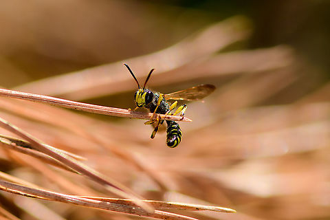 European Beewolf, Loonse en Drunense Duinen,Netherlands Thankfully, the other day Philip Booker posted this...
https://www.jungledragon.com/image/101645/european_bee_wolf_philanthus_triangulum.html
...which neatly pre-identified this huge headed wasp that I saw late June. Some facts we've collected thus far:

- it strikes bees from above, almost instantly paralyzing them
- it sometimes turns them on their back, push on their stomach, and feed on the nectar ejected
- it carries the bee to the nest, for the larvae to feed on whilst still alive
- it applies antibiotics to its cocoons, based on a symbiotic relationship with particular bacteria

And to add, a fun little nostalgia video (dutch):

https://www.youtube.com/watch?v=iFK1NaEaT9g
First interesting thing is how powerful of a digger it is. Almost like a dog.

Yet the main point of the video is to try and understand how the wasp navigates to her nest.

First, the nest entrance is covered in sand, yet she immediately finds the entrance anyway. How?
Second, new objects are placed around the nest, which she seems to notice when exiting the nest, as if memorizing them.
Third, whilst she is away, the objects are displaced, and a fake entrance is made.

She falls for it, which proves she uses beacons, the relative position of other objects, to find the nest. Which is of course common sense, but still remarkable how much tiny creatures can compute.

Another display of strength, digging *whilst* carrying a bee:

https://www.youtube.com/watch?v=qyczZSo4CHw Europe,European beewolf,Loonse en Drunense Duinen,Netherlands,Philanthus triangulum,World