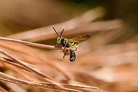 European Beewolf, Loonse en Drunense Duinen,Netherlands Thankfully, the other day Philip Booker posted this...<br />
https://www.jungledragon.com/image/101645/european_bee_wolf_philanthus_triangulum.html<br />
...which neatly pre-identified this huge headed wasp that I saw late June. Some facts we've collected thus far:<br />
<br />
- it strikes bees from above, almost instantly paralyzing them<br />
- it sometimes turns them on their back, push on their stomach, and feed on the nectar ejected<br />
- it carries the bee to the nest, for the larvae to feed on whilst still alive<br />
- it applies antibiotics to its cocoons, based on a symbiotic relationship with particular bacteria<br />
<br />
And to add, a fun little nostalgia video (dutch):<br />
<br />
https://www.youtube.com/watch?v=iFK1NaEaT9g<br />
First interesting thing is how powerful of a digger it is. Almost like a dog.<br />
<br />
Yet the main point of the video is to try and understand how the wasp navigates to her nest.<br />
<br />
First, the nest entrance is covered in sand, yet she immediately finds the entrance anyway. How?<br />
Second, new objects are placed around the nest, which she seems to notice when exiting the nest, as if memorizing them.<br />
Third, whilst she is away, the objects are displaced, and a fake entrance is made.<br />
<br />
She falls for it, which proves she uses beacons, the relative position of other objects, to find the nest. Which is of course common sense, but still remarkable how much tiny creatures can compute.<br />
<br />
Another display of strength, digging *whilst* carrying a bee:<br />
<br />
https://www.youtube.com/watch?v=qyczZSo4CHw Europe,European beewolf,Loonse en Drunense Duinen,Netherlands,Philanthus triangulum,World