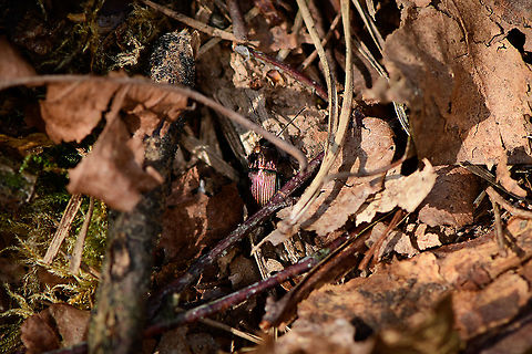 Poecilus sp., Loonse en Drunense Duinen, Netherlands Update, info from Claude Chavand: Poecilus cupreus or versicolor, unable to verify identification reliably from these photos.

I know, it's not going to win any awards. It escaped from me through the thick layers of dead leafs.
https://www.jungledragon.com/image/101789/poecilus_sp._-_side_view_loonse_en_drunense_duinen_netherlands.html Europe,Geotagged,Loonse en Drunense Duinen,Netherlands,Summer,World